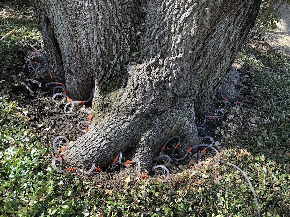 Detailed Tree Cabling and Bracing job site in Farnhamville