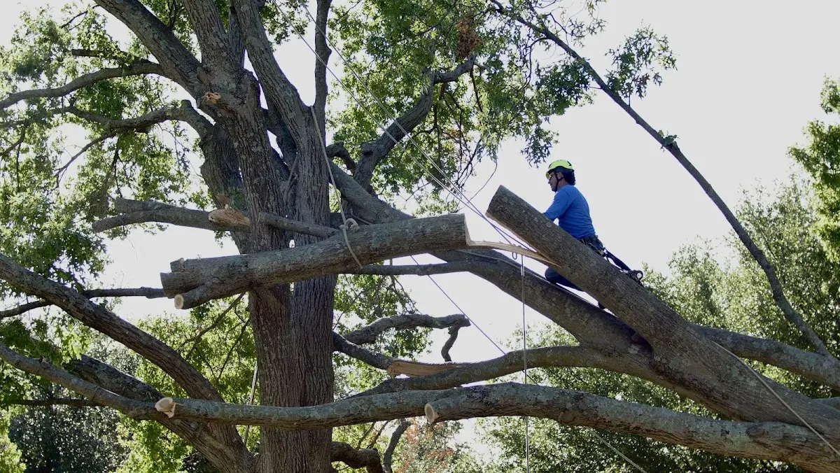 Professional Hazardous Tree Removal performed by certified arborists in Farnhamville