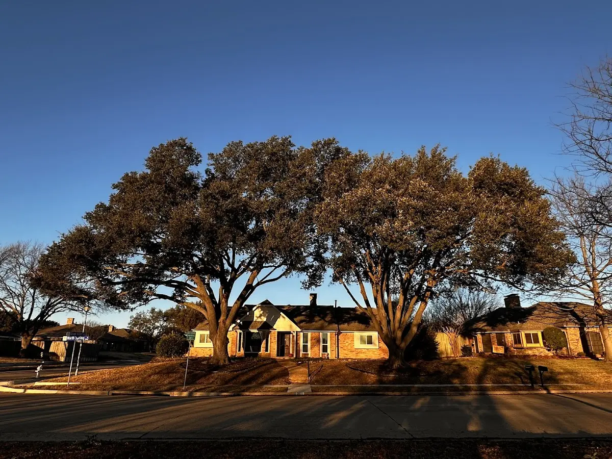 Established residential canopy tree shading a home in Farnhamville